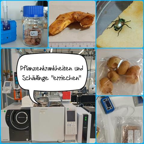 A collage of images related to plant pathology research using VOC analysis. It includes laboratory equipment such as a GC-MS system, air sampling pumps, a beetle on a leaf, decayed potatoes, and fungal-infected samples. In the center, a speech bubble over the GC-MS instrument reads: “Pflanzenkrankheiten und Schädlinge 'erriechen'” (which translates to “Smelling out plant diseases and pests”).