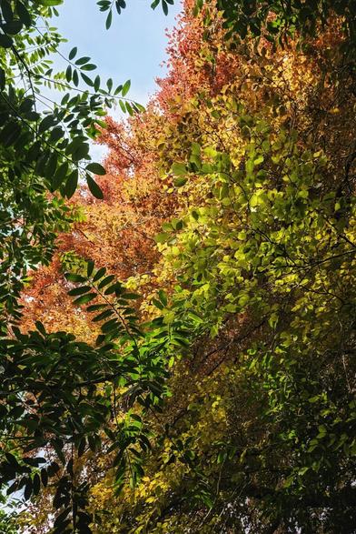 Looking upwards into a full canopy of trees displaying leaves in a mix of green, yellow, orange, and red against a bright, pale blue sky visible in sections.