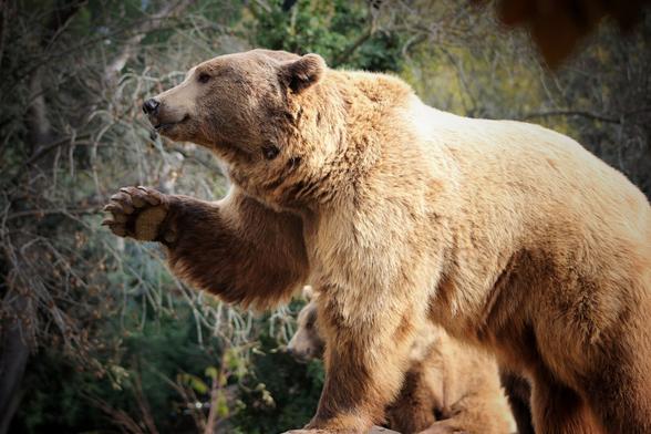 A close-up of a brown bear standing on a rocky surface, with trees in the background. Another bear is partially visible behind it.