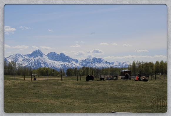 Snowcapped mountains towering over the treeline at the horizon. From the trees to the bottom of the picture is dark green grass. A small building to the right. To the left of the building is a musk-ox & her calf walking the fence line across the field.