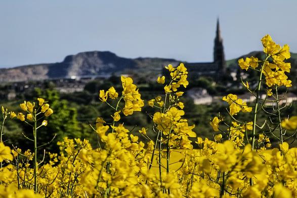 A close-up of bright yellow rapeseed flowers in focus, with a blurred background showing a townscape, a prominent dark spire, and a hazy hill under a clear blue sky.