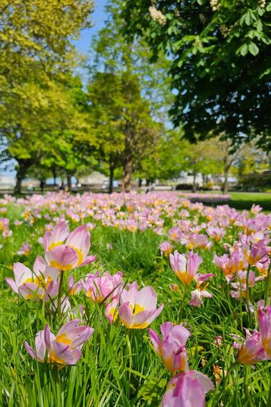 A field of pink and yellow Tulipa saxatilis, Crocus, and Bakeri Lilac Wonder flowers in full bloom, with green trees and a blue sky in the background.