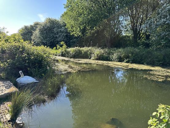 An old mill lodge lined with trees, a swan on a nest in one corner and a coot among weeds on the water