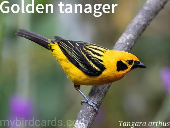 🌎 Golden tanager (Tangara arthus) 

The golden tanager is a vibrant bird, predominantly golden-yellow with contrasting black on its back, wings, tail, and ear coverts. Some subspecies show chestnut on the breast and flanks. Found in the Andes and the Venezuelan Coastal Range, it inhabits humid montane forests and edges, typically between 700-2,500m. Golden tanagers are active birds often occuring in small groups and mixed-species flocks, foraging for fruits and insects. Nine subspecies are recognised.

Conservation status: Least Concern (IUCN 3.1)

📷: Photo by Keishpixl via Pixabay https://pixabay.com/photos/bird-ornithology-golden-tanager-9227012/

WAFC