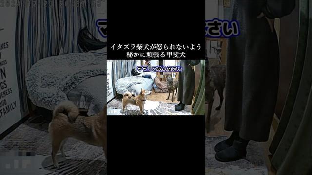 イタズラ柴犬を一生懸命守ろうとする甲斐犬 #柴犬　 #甲斐犬 #youtubeshorts