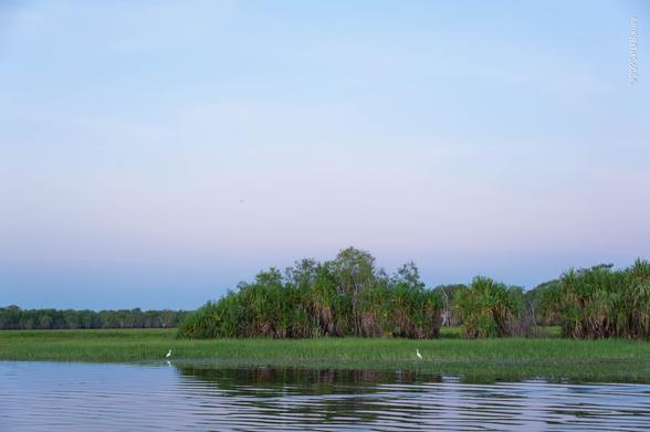 A billabong and wetlands at dusk. In the foreground the slightly rippled waters of the calm lagoon. Behind is a wide expanse of wetland grass, hardly higher than the water, together with a large thicket of pandanus palms. At the water's edge are two egrets, some distance apart, but they've found each other. On the horizon is a dense line of trees, and above them in the clear sky Venus' belt is rising over the peaceful scene.