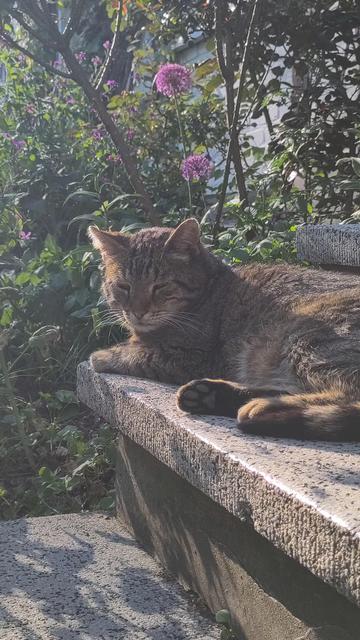 Resident cat at the mill, an elderly tabby cat, enjoying the sunshine relaxing on the steps in front of the main house. There is a flower bed behind him with flowering allium and Hesperis.