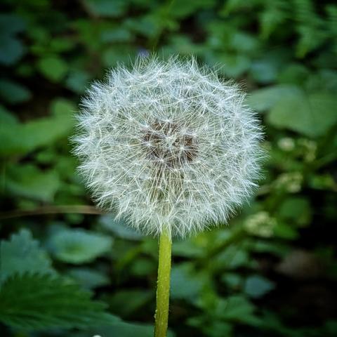 Das Foto zeigt eine Nahaufnahme einer Pusteblume, auch bekannt als Löwenzahnsamenstand. Der kugelförmige Samenstand besteht aus vielen einzelnen, filigranen Samen, die jeweils mit einem kleinen, federartigen Schirmchen versehen sind. Diese Schirmchen sind strahlenförmig angeordnet und verleihen der Pusteblume ihr charakteristisches, fluffiges Aussehen.
Der Stängel der Pusteblume ist grün und leicht behaart. Er hebt sich deutlich vom unscharfen Hintergrund ab, der aus grünen Blättern und möglicherweise anderen Pflanzen besteht. Durch die geringe Schärfentiefe wirkt die Pusteblume besonders plastisch und detailliert, während der Hintergrund sanft verschwimmt. Die Beleuchtung scheint natürlich zu sein und hebt die feinen Strukturen der Samen und Schirmchen hervor. Insgesamt vermittelt das Bild einen Eindruck von Leichtigkeit und Vergänglichkeit.