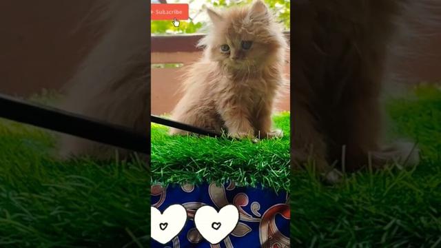 golden brown cat🐈‍⬛ hyderabad(9247877251) #youtubeindia #shortsfeed #catshorts #catvlog #meows #cats