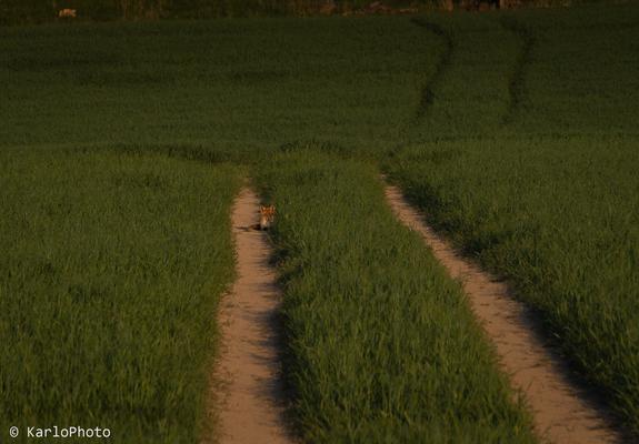 A red fox resting in some tractor tracks on a field.