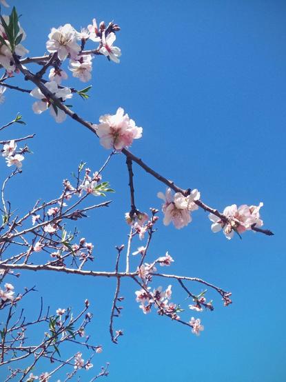 Ramas de un almendro con flores blancas y rosas clarito, a las que les da la luz del sol generando algunos claroscuros. El fondo es el cielo azul y despejado.