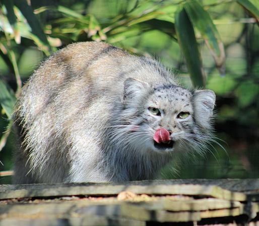 Pallas's cat Akar is sitting on the roof of her outdoor structure with her tongue sticking out and touching her nose.