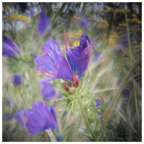 Close-up of a purple flower in an overgrown field. Behind are more out of focus flowers, and green grass with a lovely bokeh effect.