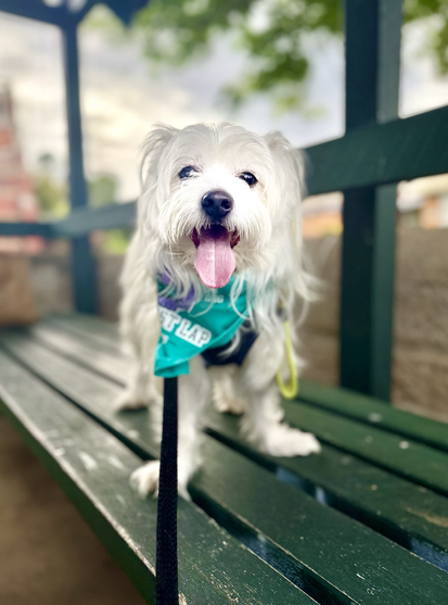Rocky is standing on a green bench inside a gazebo that forms the entrance to the Anglican Church grounds in a local northern Brisbane suburb.