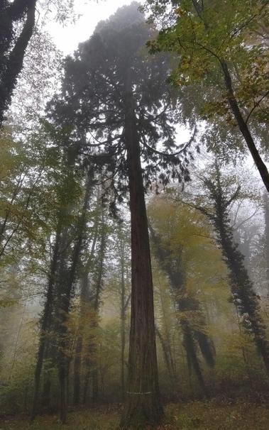 Etwa 150 Jahre alter Mammutbaum am Saarbrücker Halberg