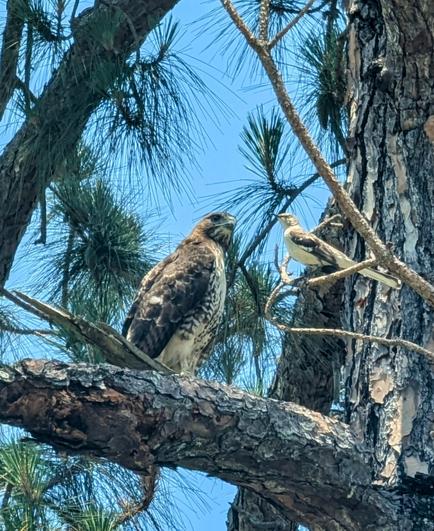 Large red tailed hawk on pine branch with mockingbird nearby. All the songbirds were giving him hell!