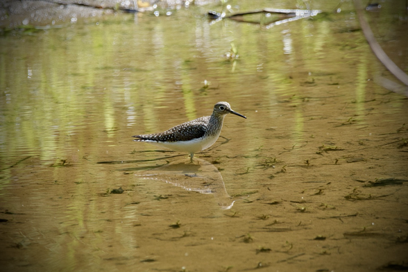 A Solitary Sandpiper - shorebird that is brownish-grey above with white speckles on wings, and bold white spectacles - and its reflection in a very shallow stream also reflecting green foliage.