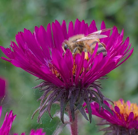 The image shows a bee interacting with a vibrant purple flower. The bee is collecting pollen from the central part of the flower. The flower has long, narrow petals and a dark center. The background is blurred, focusing attention on the bee and the flower.
