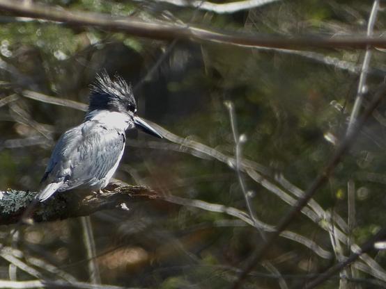 A Kingfisher sits on the stubby end of a dead branch. Its head is a gray black set of tufted feathers that makes up most of is head, including surrounding its black eye. Under its cobalt pointy beak is a band of white which makes up its neck if you will. Its wings are a blue gray, which it has pointed back against its body. Most of the branches in the background are blurry and though it is not pictured, a brook is under the birds watchful eye.