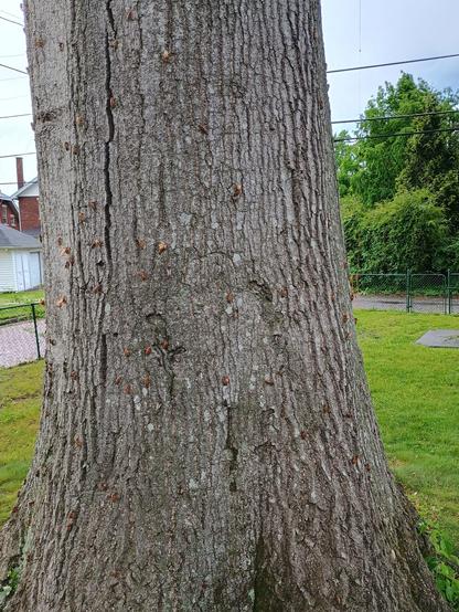 oak tree covered in recently-emerged cicadas