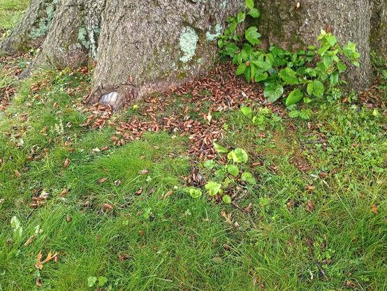 pile of cicada shells at the base of an oak tree