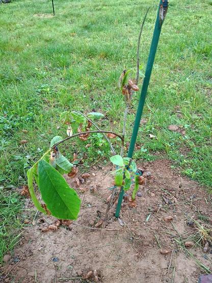 baby paw paw tree covered in cicadas (yes i covered the tree)