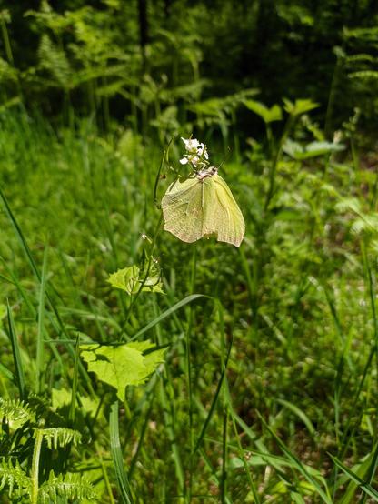 Vor einer grünen Wiese hängt ein grüner Falter an einer kleinen weißen Blüte. Die Gliederung seines hell angestrahlten Flügels erinnert stark an die Unterseite eines grünen Blattes. Unterhalb von Falter und Blüte ein paar grüne Blätteroberseiten.