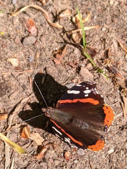Auf dem hellbraunen, sonnenbestrahlenen Erdboden sitzt ein schwarz-roter Falter mit weißen, länglichen Sprengseln an den Außenseiten seiner halb ausgebreiteten Flügel.
