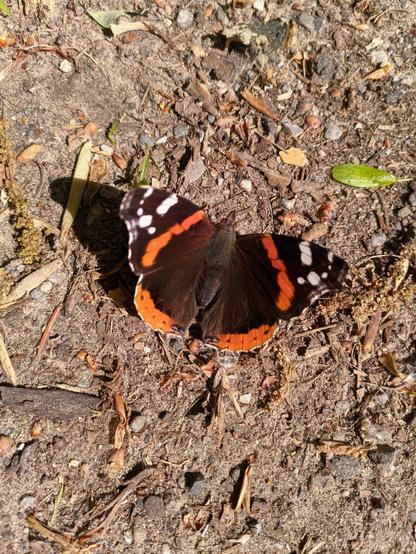 Auf dem hellbraunen, sonnenbestrahlenen Erdboden sitzt ein schwarz-roter Falter mit weißen, länglichen Sprengseln an den oberen Ecken seiner weit ausgebreiteten Flügel.