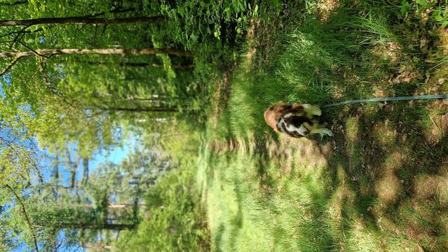 Malaika im sonnigen Wald
