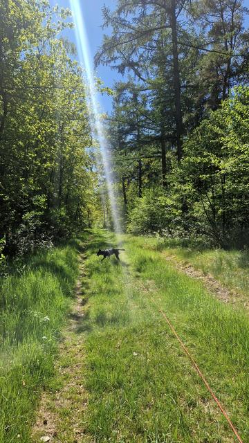 Amy im sonnigen Wald