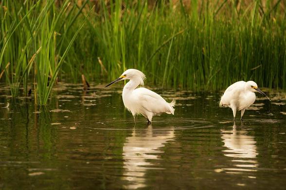 Two white egrets are standing in shallow water, surrounded by tall green reeds. The reflections of the birds and the reeds create a serene and natural setting. Photography by Debra Martz
