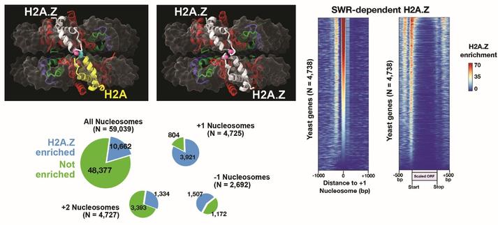 SWR-dependent H2A.Z-containing nucleosomes. Top left: Structural representations of heterotypic H2A/H2A.Z nucleosome (left; PDB: 5B32) and homotypic H2A.Z nucleosome (right; PDB: 5B33) from humans. Pink residues correspond to T46 of yeast Htz1, and the blue residue corresponds to N39 of yeast Hta1. Right: Heatmaps of SWR-dependent H2A.Z signals (WT minus swc2 ) aligned at the center of +1 nucleosomes (left) or at the start and end of open reading frames (ORF) (right). Bottom left: Relative number of identified H2A.Z-enriched sites in the indicated categories.