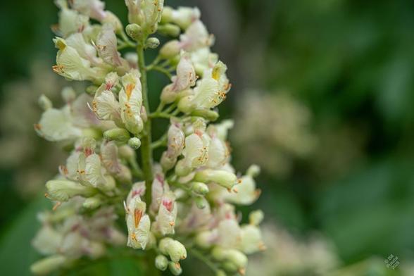 Aesculus cultivar, likely A. x flava. Buckeye. 
A panicle of creamy white flowers, each of which is a corolla tubule with petals not quite opening at the distal end; the upper petals are marked with orange or magenta featherlike patterns. A small cluster of orange stamens emerges. Blurry BG of more flowers and leaves.