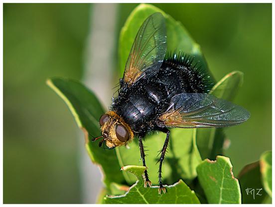 Tachina grossa, aussi appelée Échinomyie grosse ou Tachinaire corpulente, est la plus grande mouche d'Europe, mesurant entre 15 et 24 mm de long. plutôt que grosse ou corpulante je préfère l'appeler élègante avec ses gants, sa cagoule et ses épaulettes dorées assorties. Quelle classe.