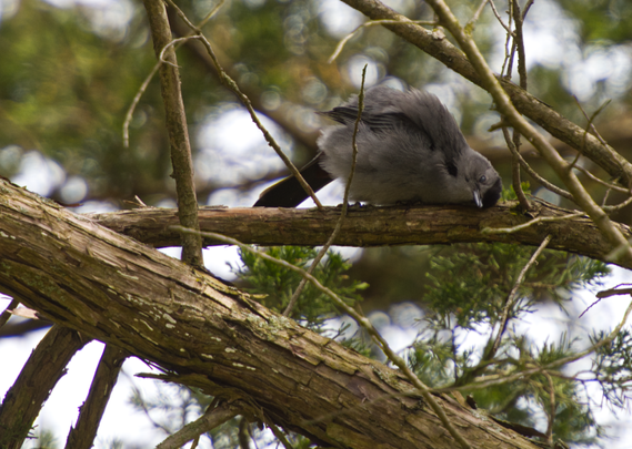 A gray catbird rubbing its cheek against a branch in a tree.