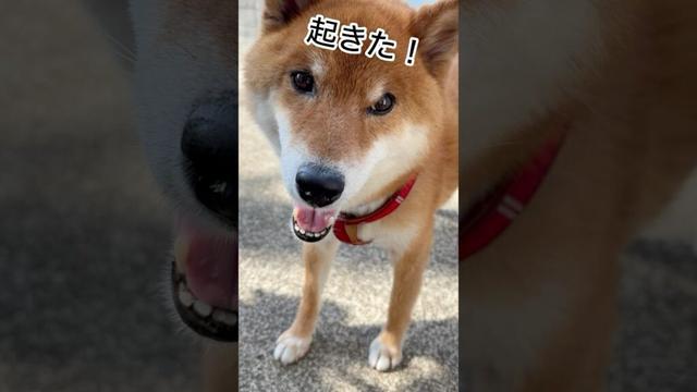 ’25.5.13 朝から夕方まで、力丸らしさ満載！ #柴犬 #shibainu #柴犬のいる暮らし #柴犬の日常 #車中泊 #保冷剤 #見守り #力丸