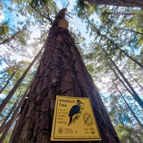A low-angle shot looking up at a tall, straight-trunked wildlife tree in a forest. The tree has a yellow sign attached that reads "Wildlife Tree: Saved for food, shelter, and nesting. Do not cut or disturb." The sign also features logos of the Ministry of Environment, Lands & Parks and the Ministry of Forests. Several mushrooms grow on the tree's trunk. The sky is visible through the canopy of surrounding trees.