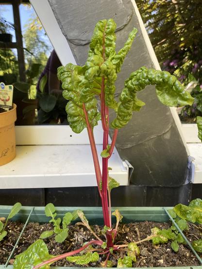 Mangoldpflanze in einem Blumenkasten.
Die Blätter wachsen wechselständig mit jeweils 5cm Abstand.