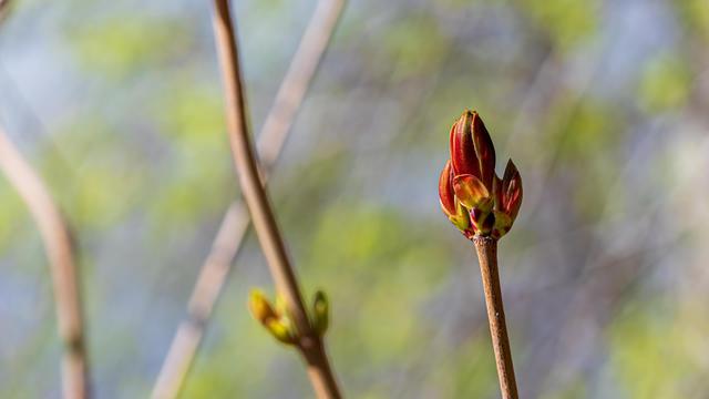 The image shows a close-up of a plant with budding leaves or flowers. The focus is on a single stem with a bud in a natural setting, and the background is blurred with hints of green, suggesting it might be early spring.