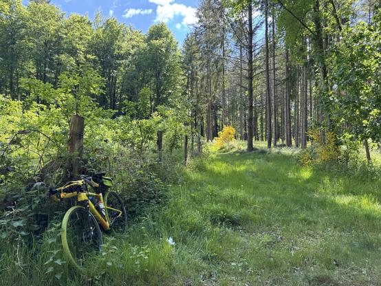 A lush green forest scene with grass on the ground, trees further back (tho some looking kinda dead, sadly) and a mess of brush behind a fence on the left, against which leans my yellow gravel bike.
