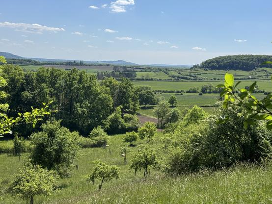 A view out onto green fields and trees, taken from somewhat higher up. Tiny sheep are visible in the closest field, which also has a bunch of smaller fruit trees. Blue sky.