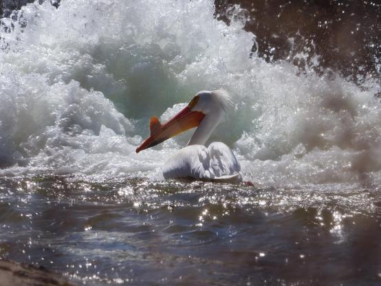 Extremely large and conspicuous. White with black wingtips. Very long, orange bill with pouch for scooping up fish. Here it can be seen sitting in shallow water at the edge of a river waiting to catch some food!