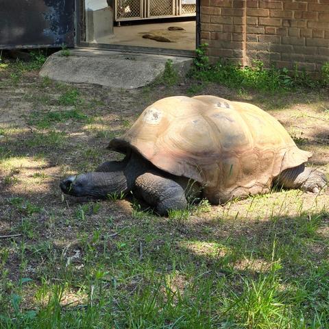 Photograph of a large Aldabra tortoise in some grass with sun on its back. There is a brick building behind it partially visible.