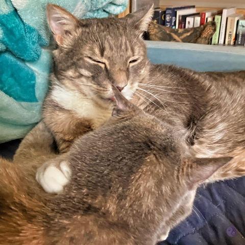 Against the background of turquoise and dark blue bedding, and a small bookcase, a large, gray, tabby cat with a white shirt front extends his tongue to lick the ear of the small dilute tortoiseshell cat he is hugging, her back to the camera, with one of his white tipped paw around her neck, hugging her closer for her face cleaning.