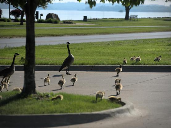 A parade of two adult geese and multiple baby geese walking across the parking lot of the local coffee shop, with the Mississippi River in the background behind them.