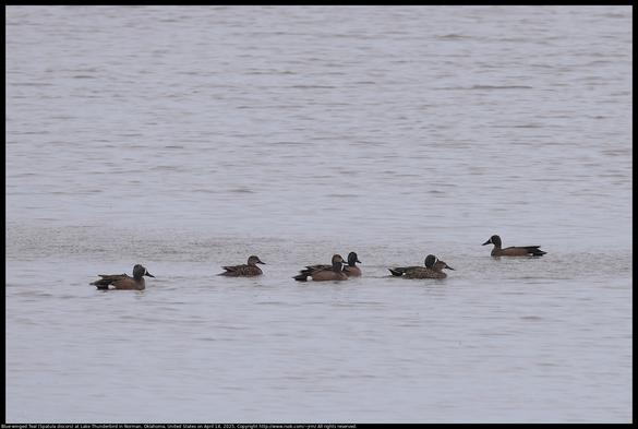 Blue-winged Teal (Spatula discors) were swimming at Lake Thunderbird in Norman, Oklahoma, United States on April 14, 2025. The water in Lake Thunderbird often has a red color because of the red dirt in the area.