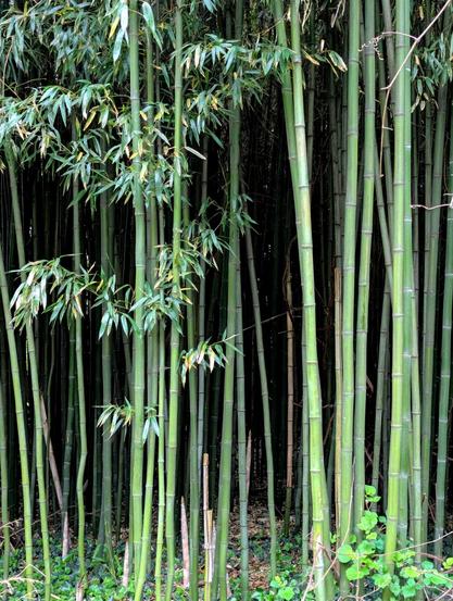 A close-up of bamboo trees lit by the sun, a dark space behind them