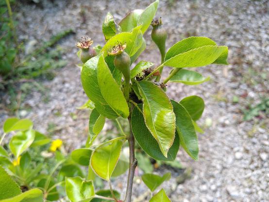 Close up image of a branch of a pear tree with healthy green leaves with grey gravel in the background. At the centre top of the image can clearly see 3 tiny baby pears are developing.