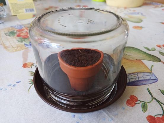 Ein kleiner Terrakottatopf mit feuchter Erde steht auf einem dunklen Untersetzer und ist mit einem umgedrehten Glas bedeckt. Das Glas dient als improvisiertes Mini-Gewächshaus, um die Feuchtigkeit zu halten und die Keimung zu fördern. Der Aufbau befindet sich auf einer bunt bedruckten Tischdecke mit Gemüse- und Obstmotiven.